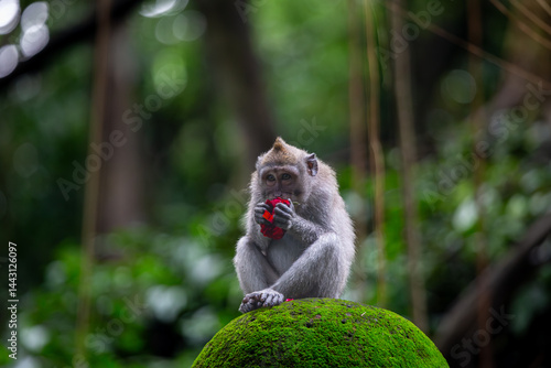 Sticker Monkey with a rose, a Balinese long tailed monkey or Macaca Fascicularis can be
