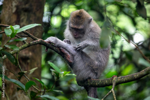 Photography A young Balinese long tailed monkey or Macaca Fascicularis can be seen sitting o