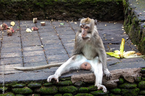 Photography Balinese long tailed monkey or Macaca Fascicularis can be seen sitting on the fl