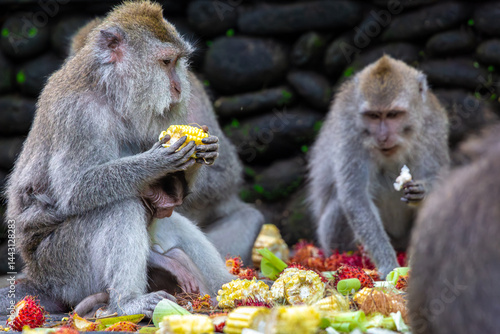 Photography Monkeys eating fruit, image shows Balinese long-tailed monkey or Macaca Fascicul