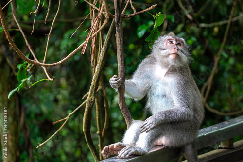 Canvas Print Balinese long tailed monkey or Macaca Fascicularis can be seen sitting on a safe
