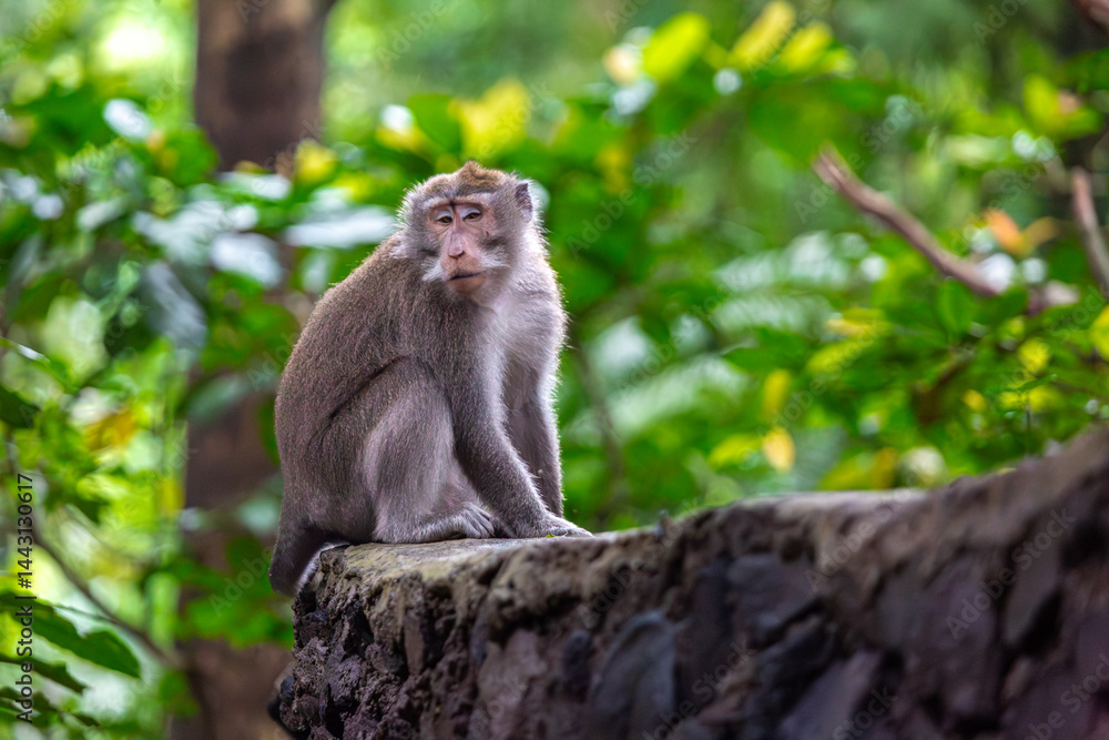 Balinese long tailed monkey or Macaca Fascicularis can be seen sitting on top of a wall looking away from the camera Balinese long tailed monkey or Macaca Fascicularis can be seen sitting on top of a wall looking away from the camera