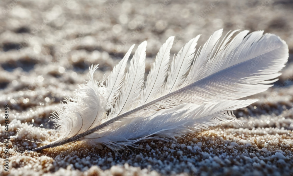 A single white feather lies on the surface of a sandy beach, possibly blown by wind or lost from a bird's nest