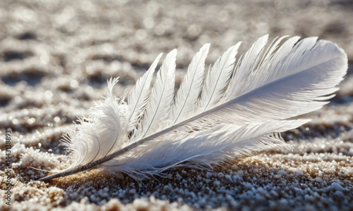 A single white feather lies on the surface of a sandy beach, possibly blown by wind or lost from a bird's nest