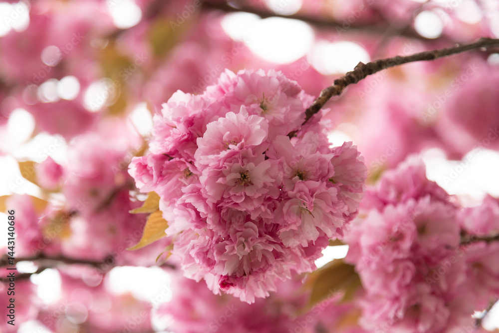 Fototapeta premium Pink cherry blossoms close-up. Cherry blossom background. Pink cherry blossoms 
