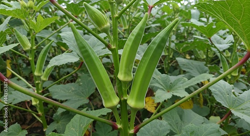 Fresh Okra Growing in Garden with Lush Green Leaves