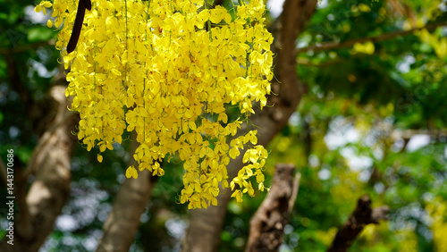 Bright yellow Cassia fistula flowers bloom in full glory, symbolizing prosperity.