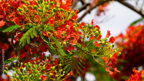 Beautiful red royal poinciana or flamboyant flower (Delonix regia) in summer.