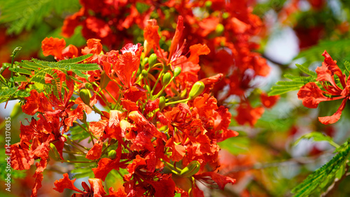 Beautiful red royal poinciana or flamboyant flower (Delonix regia) in summer.