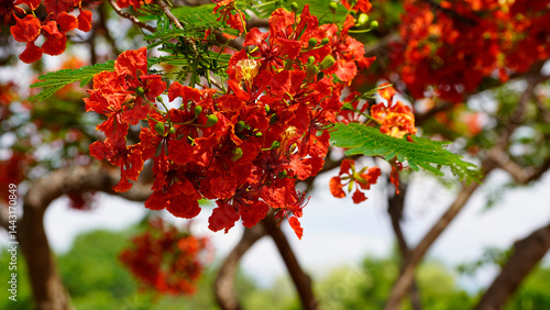 Beautiful red royal poinciana or flamboyant flower (Delonix regia) in summer.