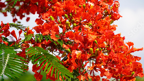 Beautiful red royal poinciana or flamboyant flower (Delonix regia) in summer.