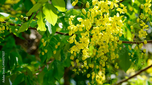 Bright yellow Cassia fistula flowers bloom in full glory, symbolizing prosperity.