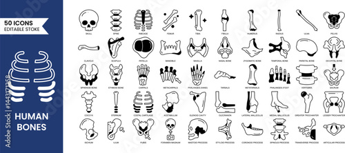 Human Bones editable icon set in duotone style. Includes skull, spine, ribcage, sacrum, fibula and more. Vector illustration