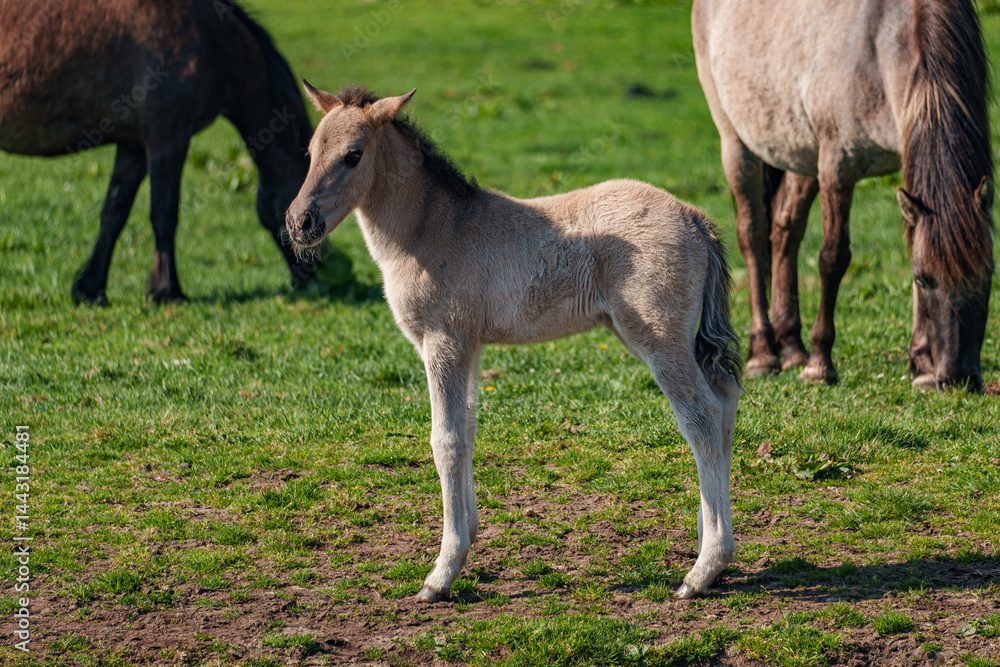Frühling bei den Wildpferden Frühling bei den Wildpferden
