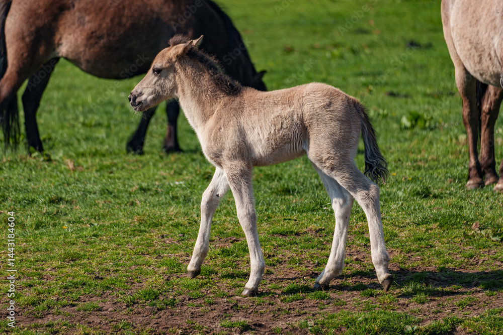 Fototapeta premium Frühling bei den Wildpferden