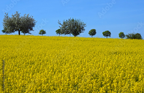 Rapsfeld mit Baumallee