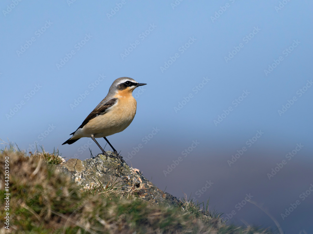 Fototapeta premium Northern wheatear, Oenanthe oenanthe