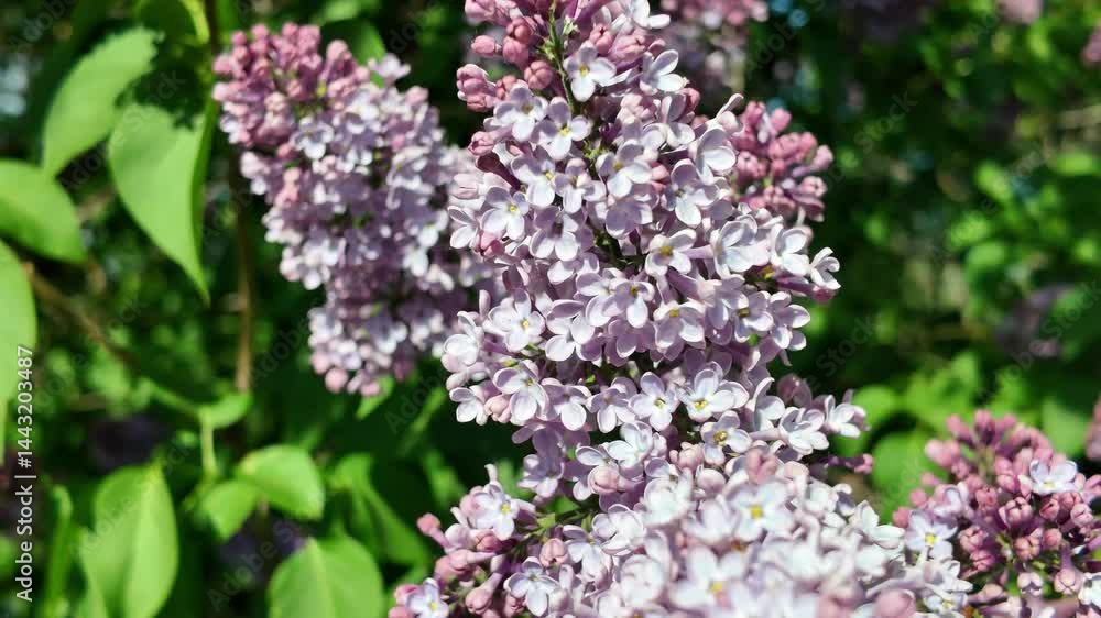 Blooming lilac branches in spring. Lilac flowers. Blue and purple lilac. Blooming lilac branches in spring. Lilac flowers. Blue and purple lilac.
