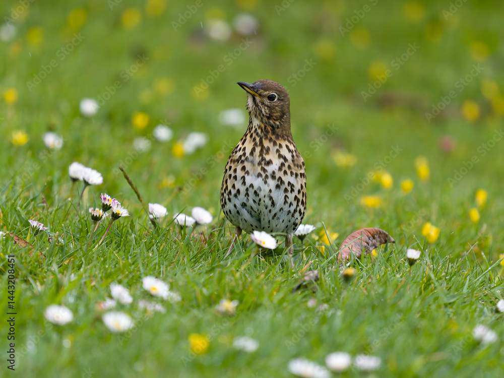 Fototapeta premium Song thrush, Turdus philomelos