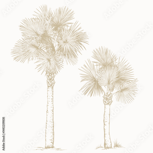 Hand-Drawn Palm Sketch. Vector Clip Art. Botanical illustration of Sabal palm trees.