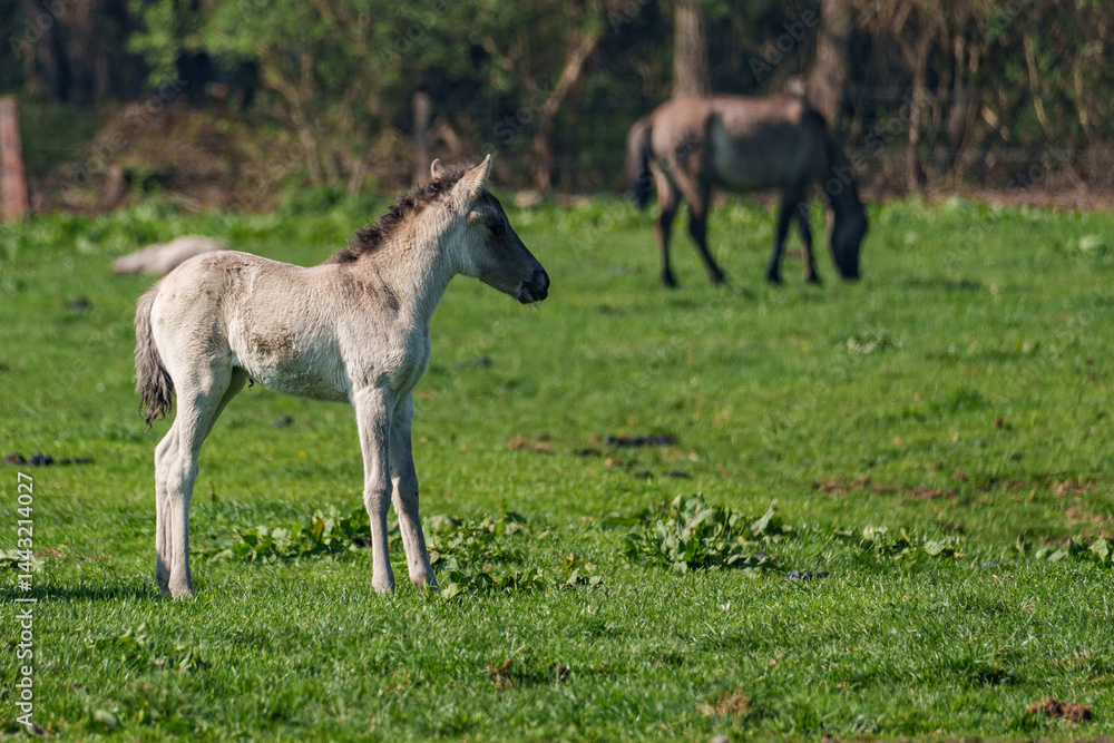 Wildpferde im Münsterland Wildpferde im Münsterland