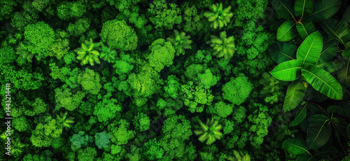 Lush Green Forest Canopy Aerial View with Diverse Tree Species and Foliage.