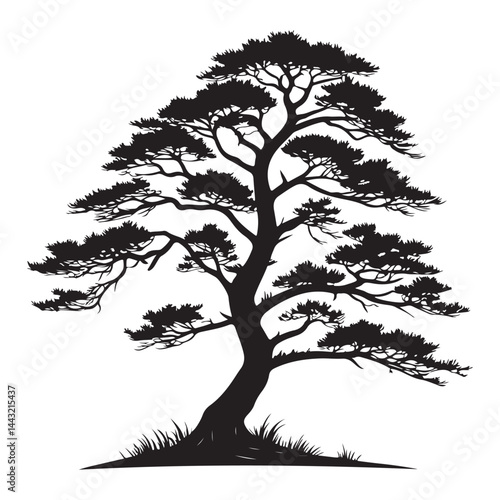 A Cedar Tree Illustration, Vector Art, Black Lines, Isolated on White Background