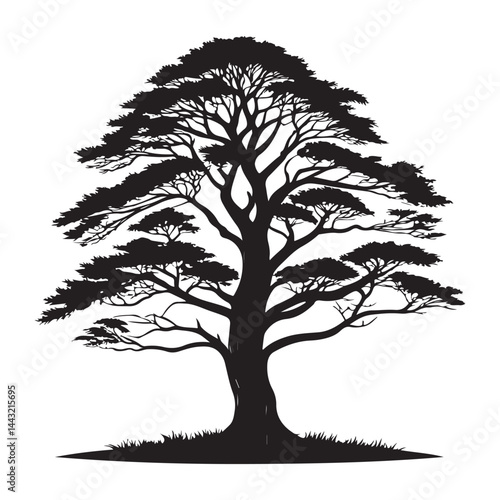 A Cedar Tree Illustration, Vector Art, Black Lines, Isolated on White Background