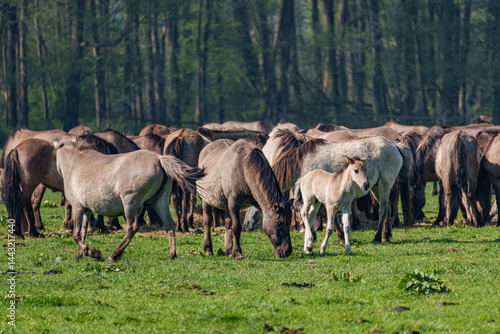 Wallpaper Mural Wildpferde im Münsterland Torontodigital.ca