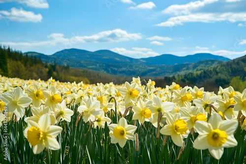 yellow flowers in the mountains