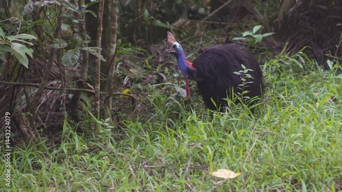 A cassowary in the Daintree Rainforest Australia