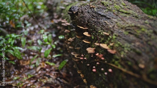 Close up of mushrooms growing in the rainforest