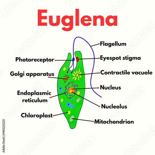 Euglena with parts labelled microorganism microbiology science illustration 