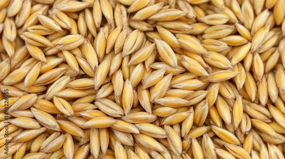 A field of ripe, yellow wheat. You can see the individual grains up close.
A field of ripe, yellow wheat. You can see the individual grains up close.