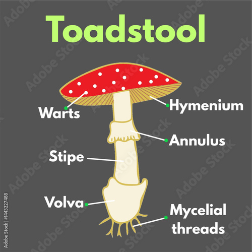 toadstool with parts labelled microbiology science illustration