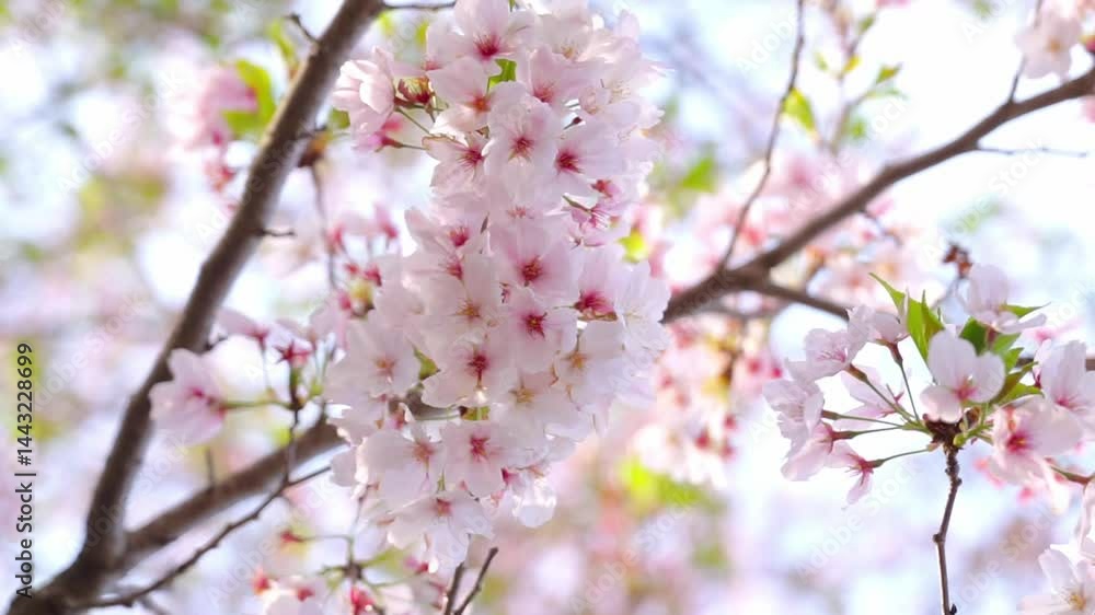 Blooming flowers Cherry blossom sakura tree with blue sky, closeup shot from below angle Blooming flowers Cherry blossom sakura tree with blue sky, closeup shot from below angle