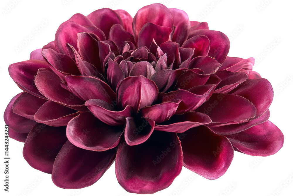 Deep crimson dahlia bloom a rich jewel toned flower against a stark black background on transparent background Deep crimson dahlia bloom a rich jewel toned flower against a stark black background on transparent background