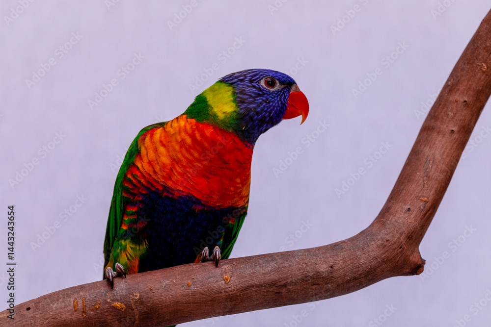 Obraz premium Parrot Trichoglossus moluccanus on wooden perch