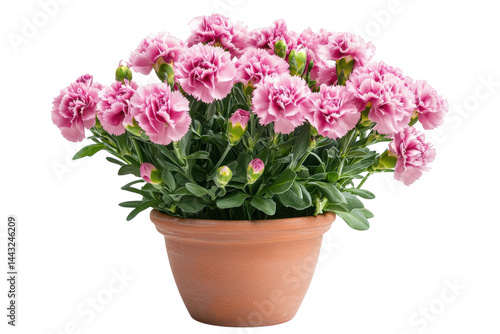 Wallpaper Mural Delicate pink carnations in a terracotta pot a vibrant floral arrangement against a stark on transparent background Torontodigital.ca