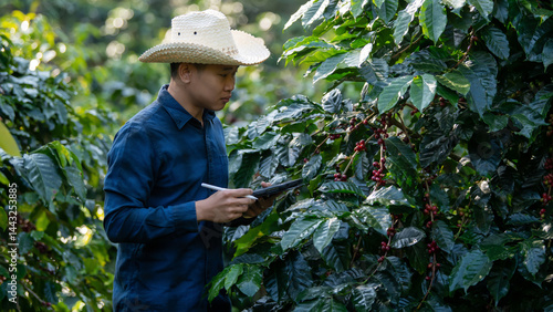 Smart farmer using laptop in green coffee farm sustainable quality control agriculture technology Harvest coffee bean ripe Red berries typing laptop computer check quality control plant coffee tree.