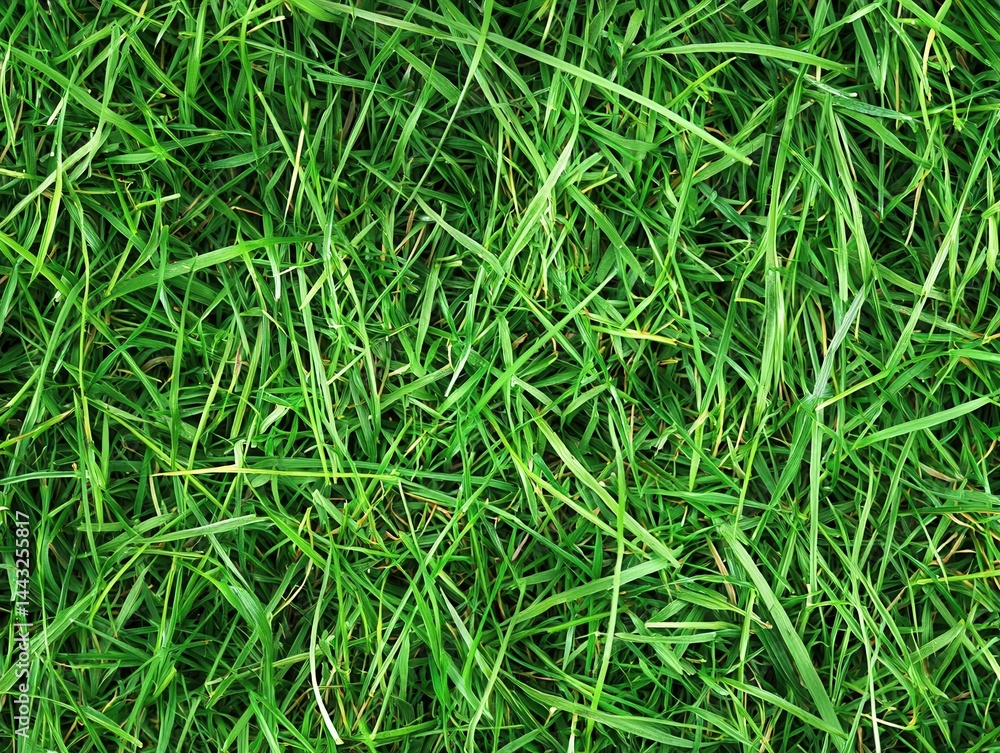 Lush Green Grass Texture for Natural Background or Landscaping Use Lush Green Grass Texture for Natural Background or Landscaping Use