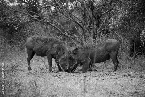 Black and white - 2 warthogs fighting