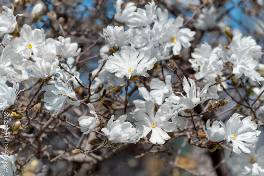 White Magnolia Blossoms Growing On The Tree In Spring In Wisconsin