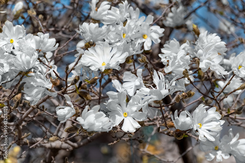 Obraz na płótnie White Magnolia Blossoms Growing On The Tree In Spring In Wisconsin w salonie