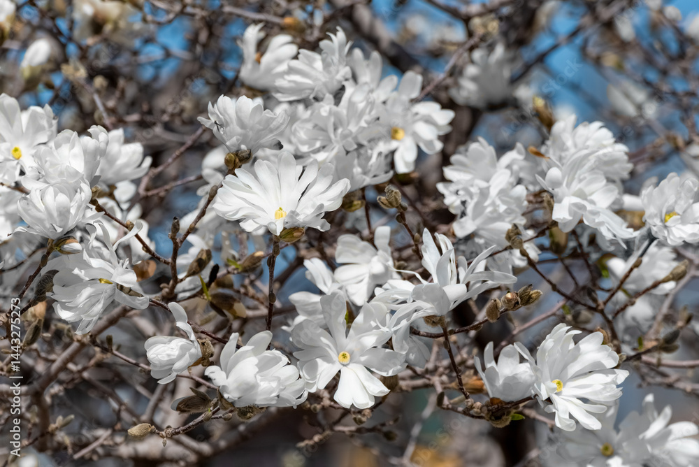 White Magnolia Blossoms Growing On The Tree In Spring In Wisconsin