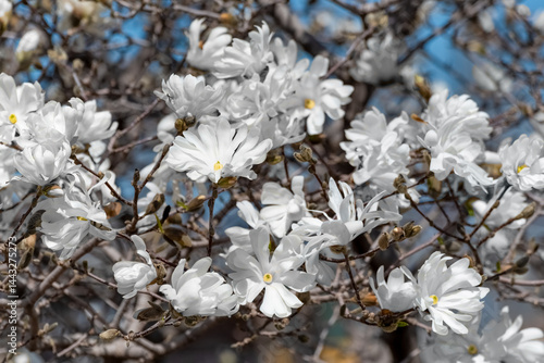 Obraz na płótnie White Magnolia Blossoms Growing On The Tree In Spring In Wisconsin w salonie