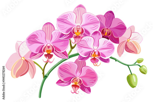pink orchid isolated on white background
