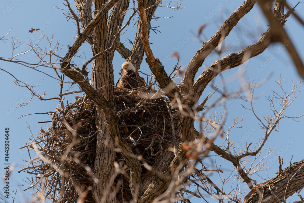 Bald Eagle Sitting In And Guarding Her Nest In A Huge Tree In Spring In Wisconsin