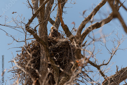 Obraz na płótnie Bald Eagle Sitting In And Guarding Her Nest In A Huge Tree In Spring In Wisconsin w salonie