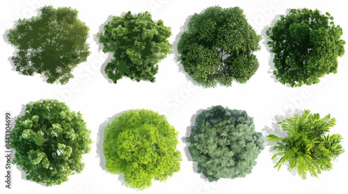 green moss isolated on white vector